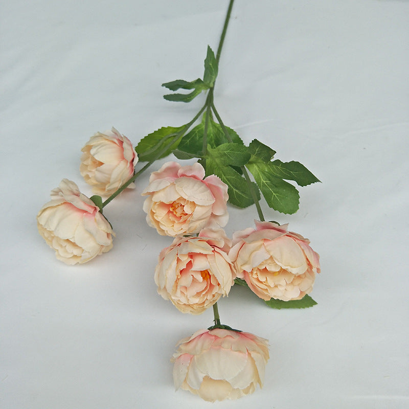 P0018 Seven-headed Peony