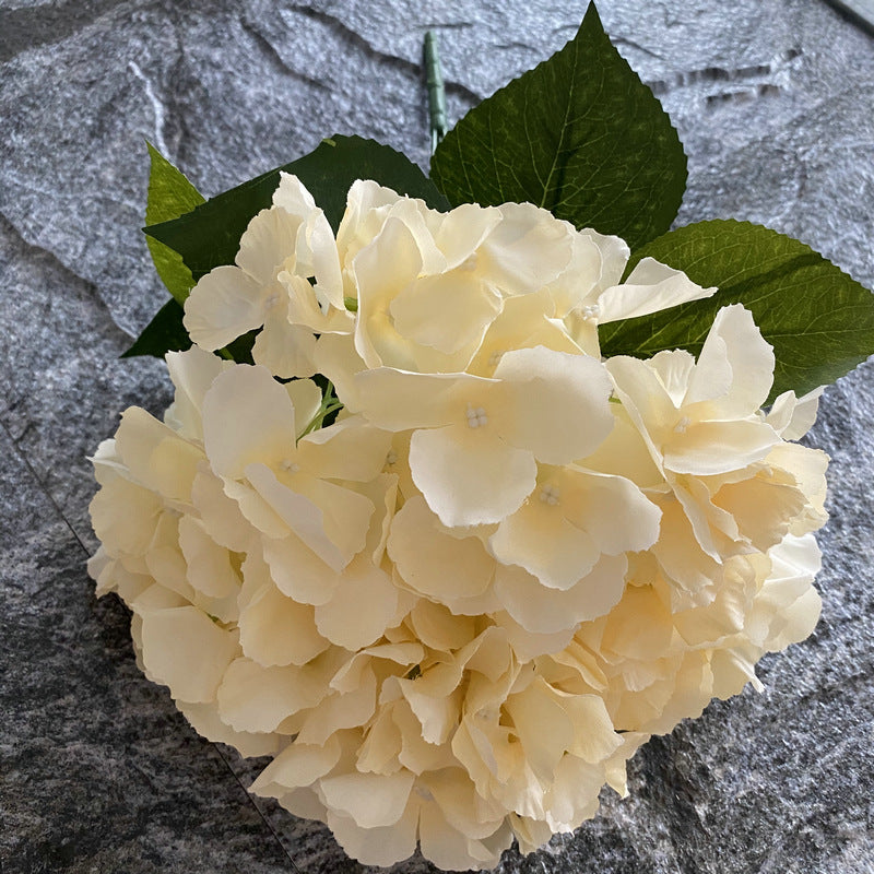 H0024 Hydrangea