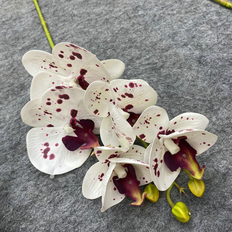 O0004 3D printed 5-head Phalaenopsis