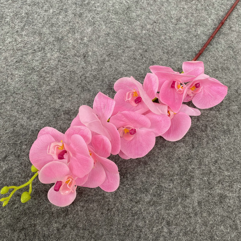 O0008 New single nine-headed Phalaenopsis