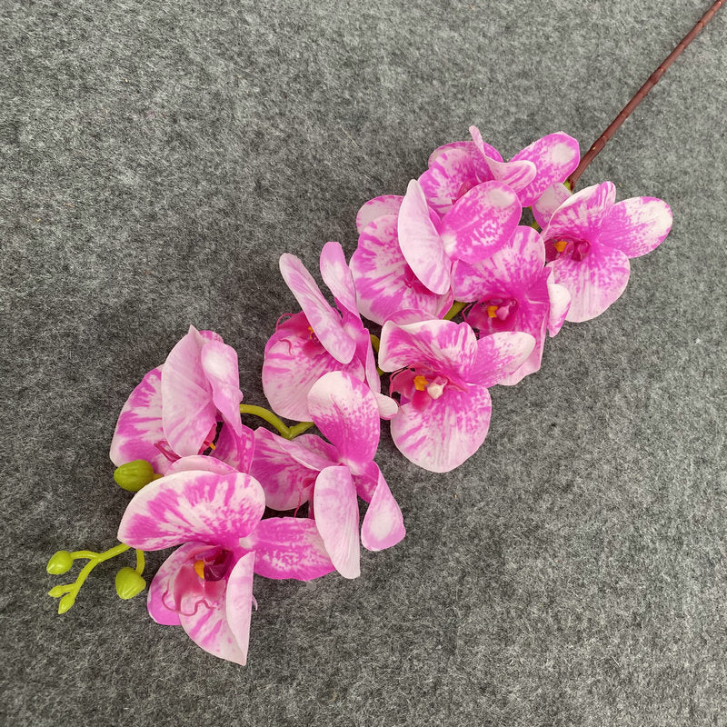 O0008 New single nine-headed Phalaenopsis