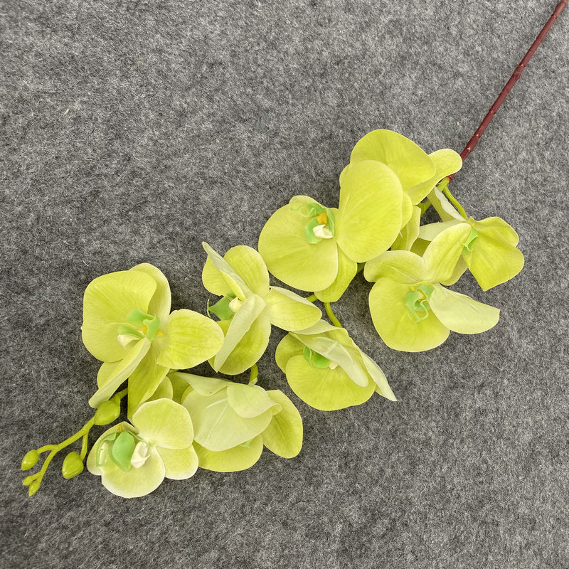 O0008 New single nine-headed Phalaenopsis