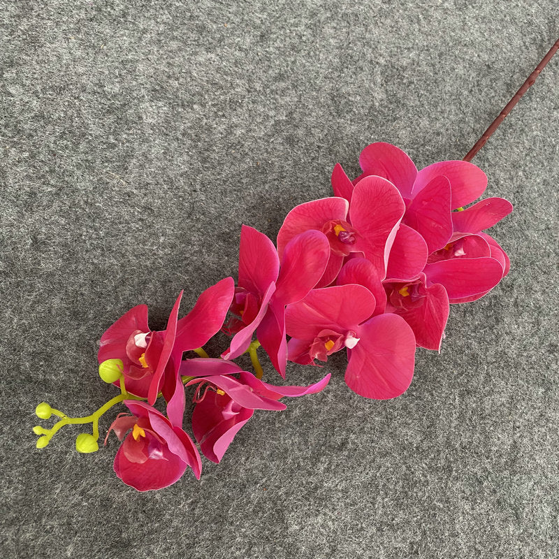 O0008 New single nine-headed Phalaenopsis