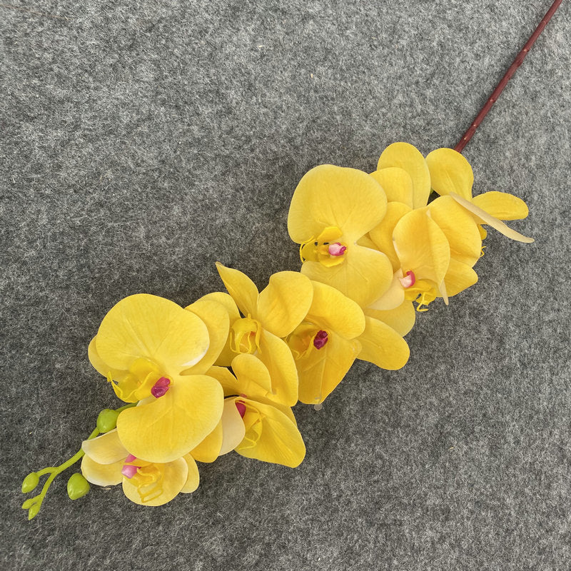 O0008 New single nine-headed Phalaenopsis