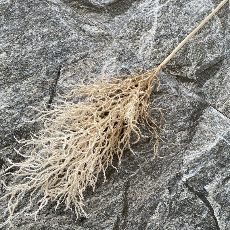 Reed grass 006