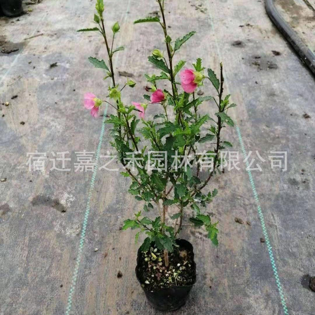 potted plant 01