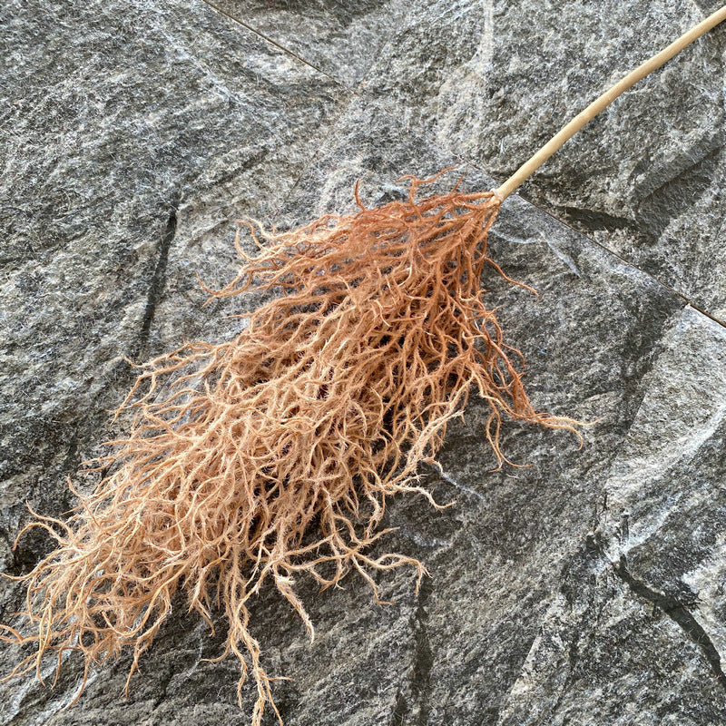 Reed grass 006