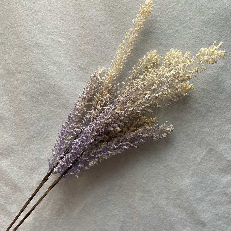 Reed grass 009