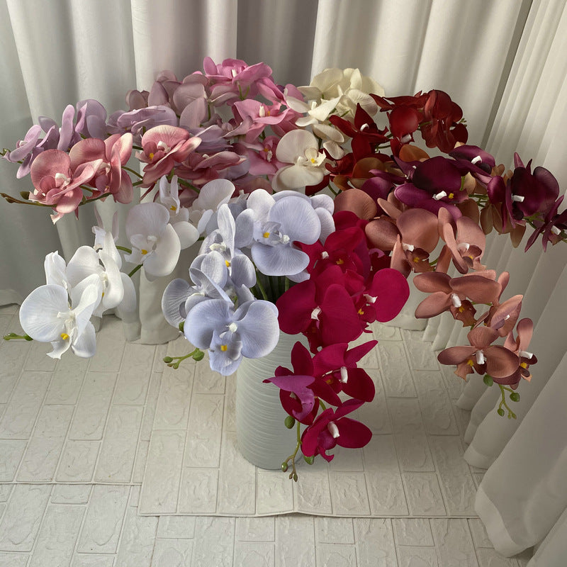 O0002 European Autumn Nine-headed Velvet Phalaenopsis