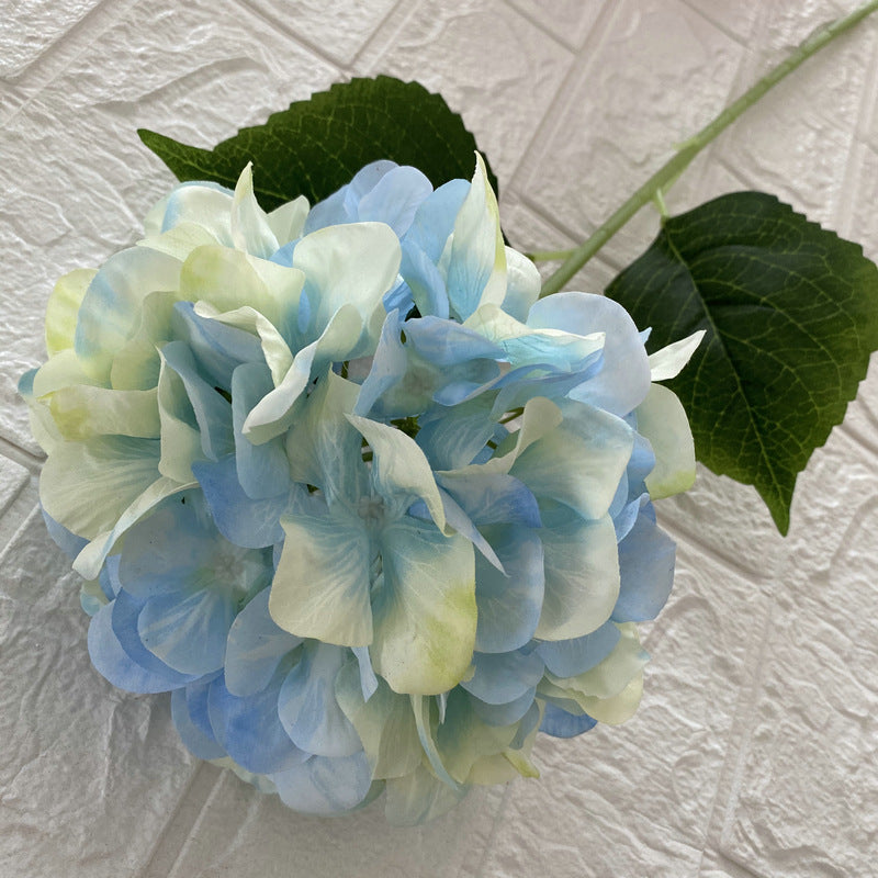 H0026 Hydrangea