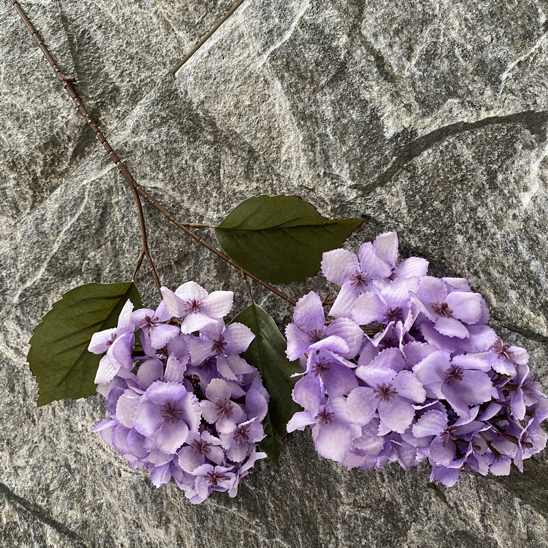 H0030 Hydrangea