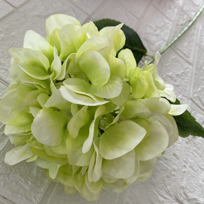 H0026 Hydrangea