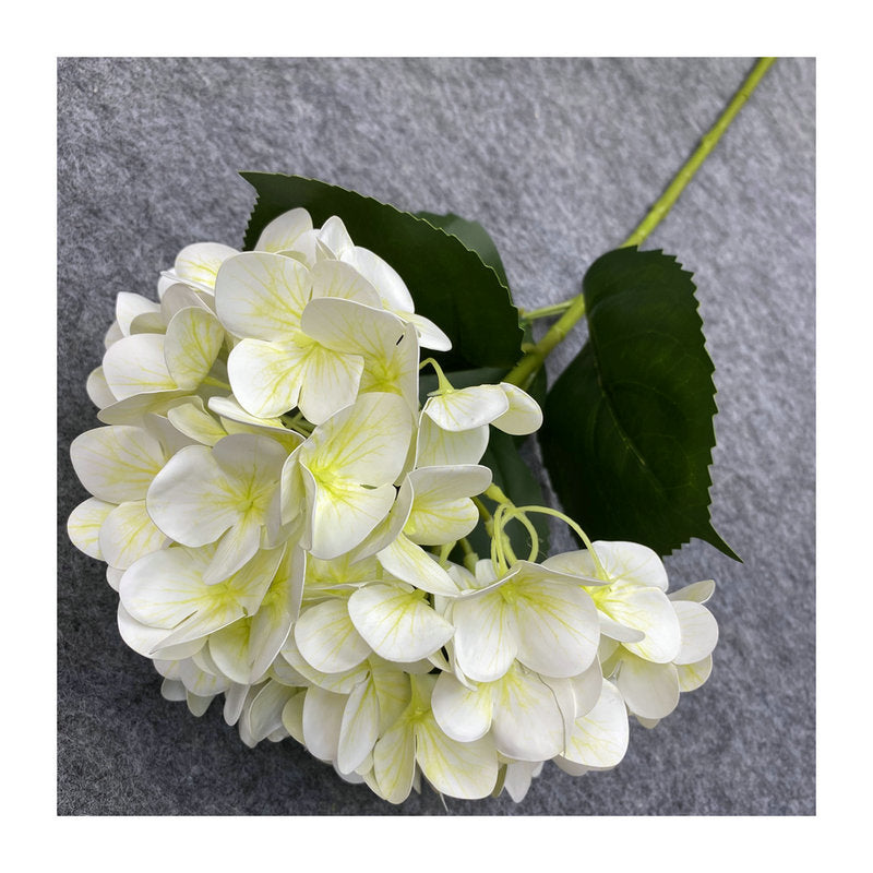 H0037 Hydrangea