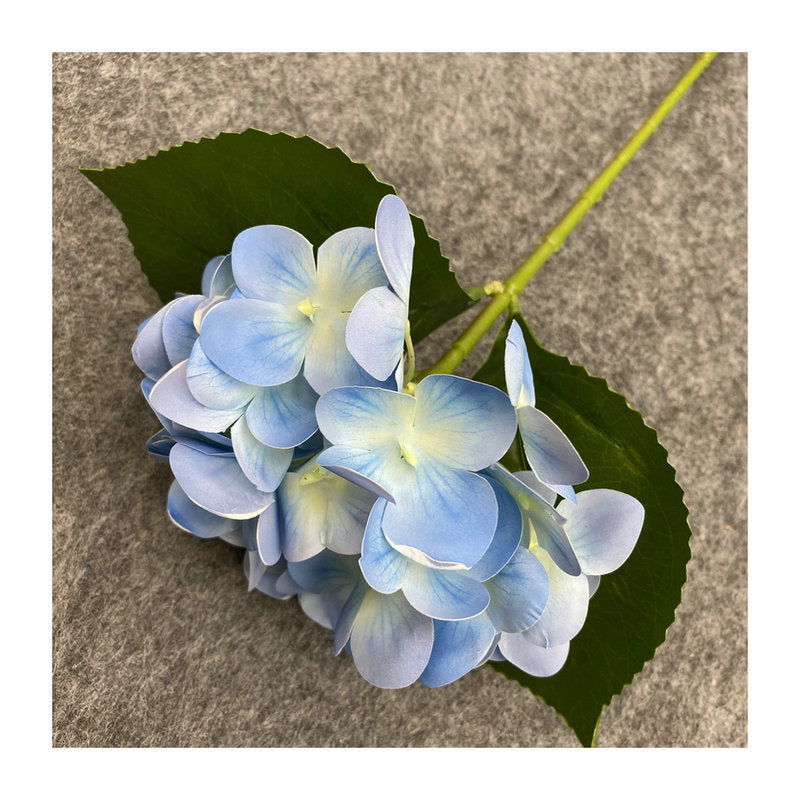 H0048 Hydrangea