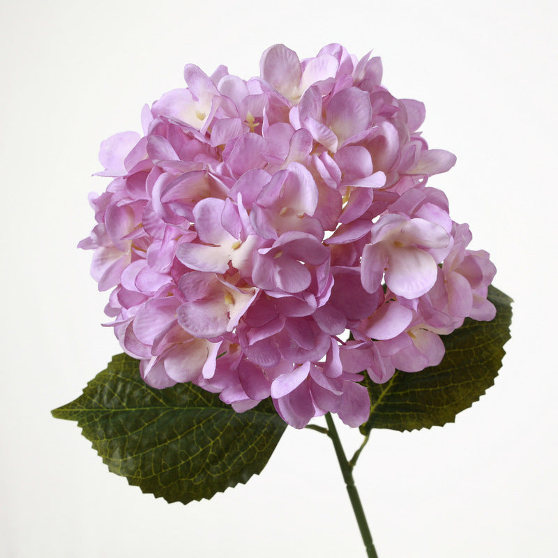 H0040 Hydrangea