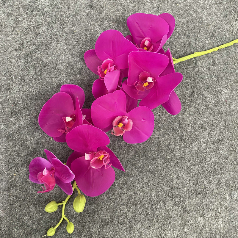 O0008 New single nine-headed Phalaenopsis