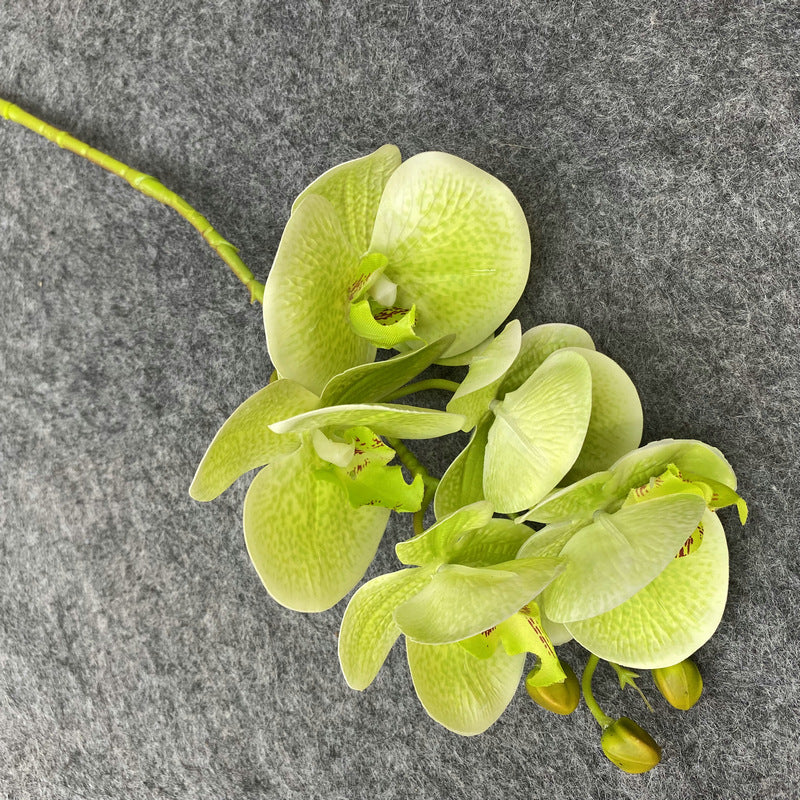 O0004 3D printed 5-head Phalaenopsis