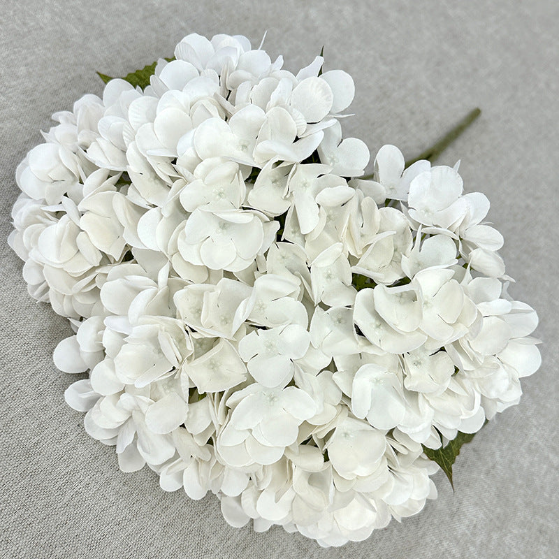 H0034 Hydrangea