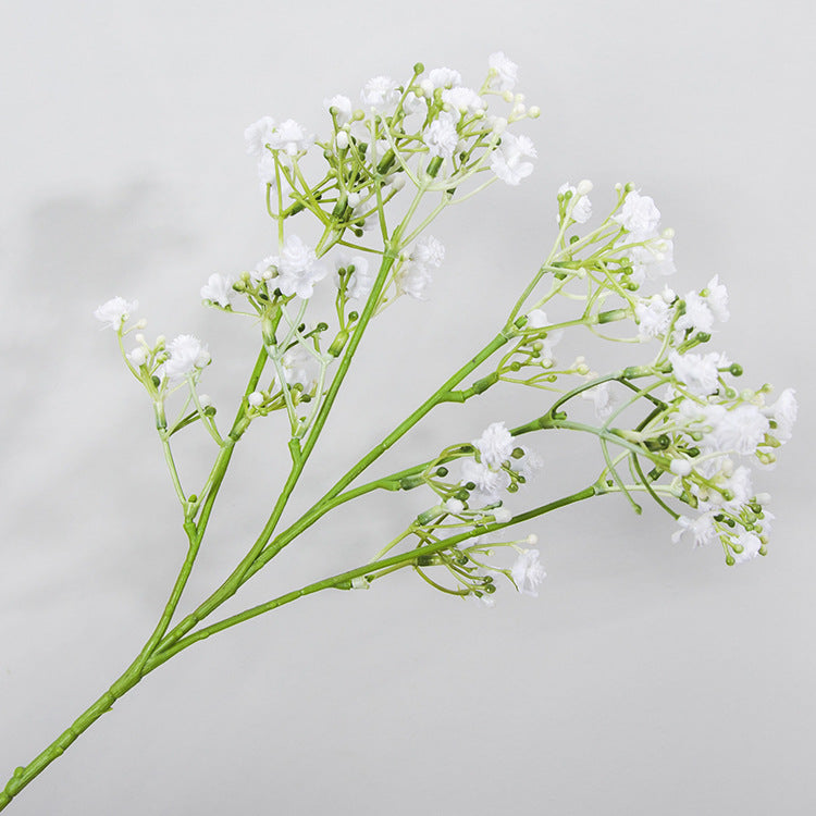 babysbreath011