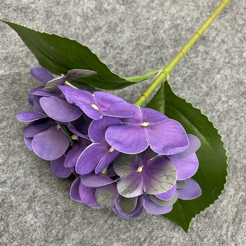 H0048 Hydrangea