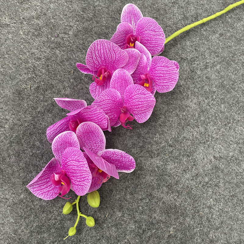 O0008 New single nine-headed Phalaenopsis