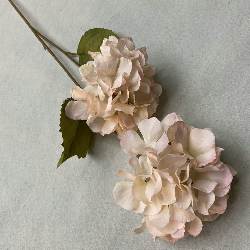 H0019 Hydrangea