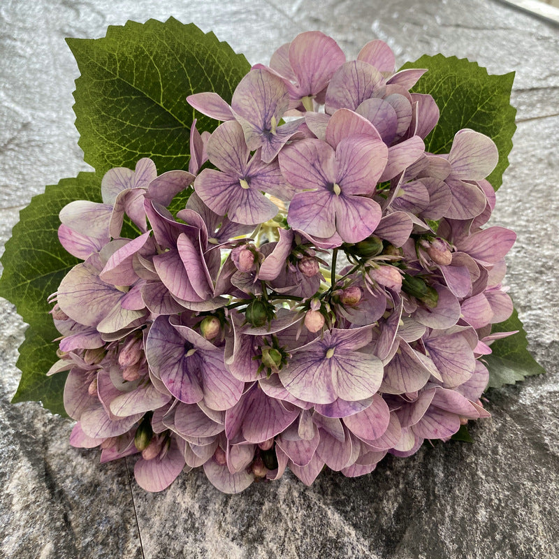 H0044 Hydrangea