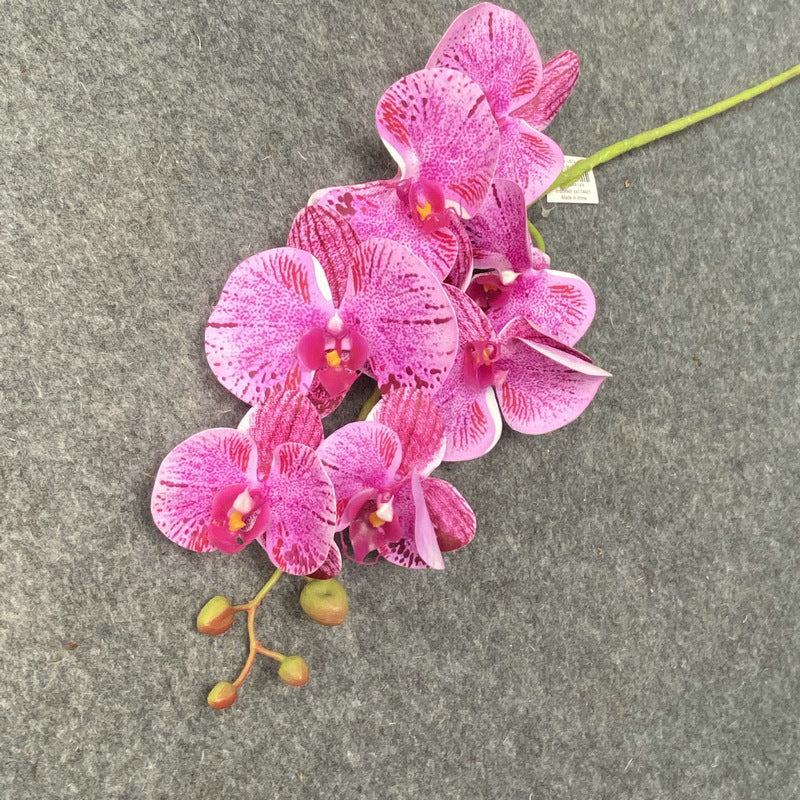 O0017 Single color printed Phalaenopsis