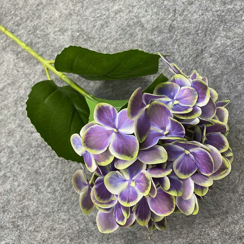 H0037 Hydrangea