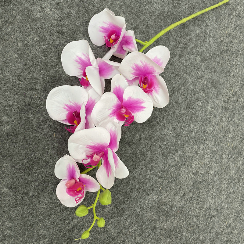 O0008 New single nine-headed Phalaenopsis