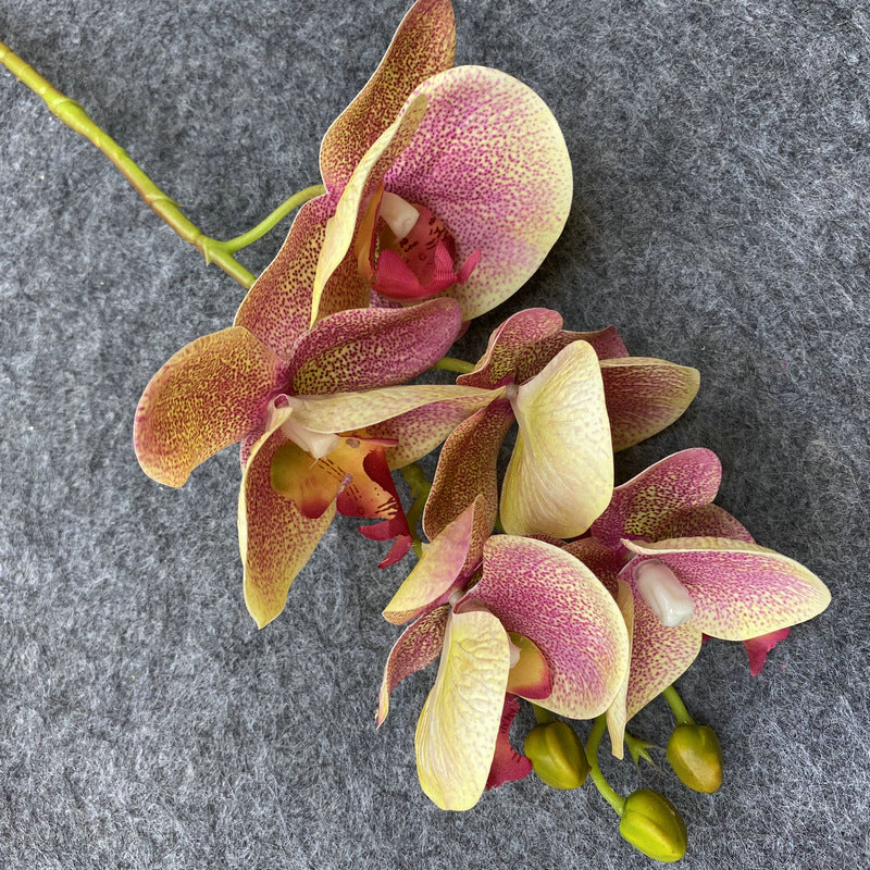 O0004 3D printed 5-head Phalaenopsis