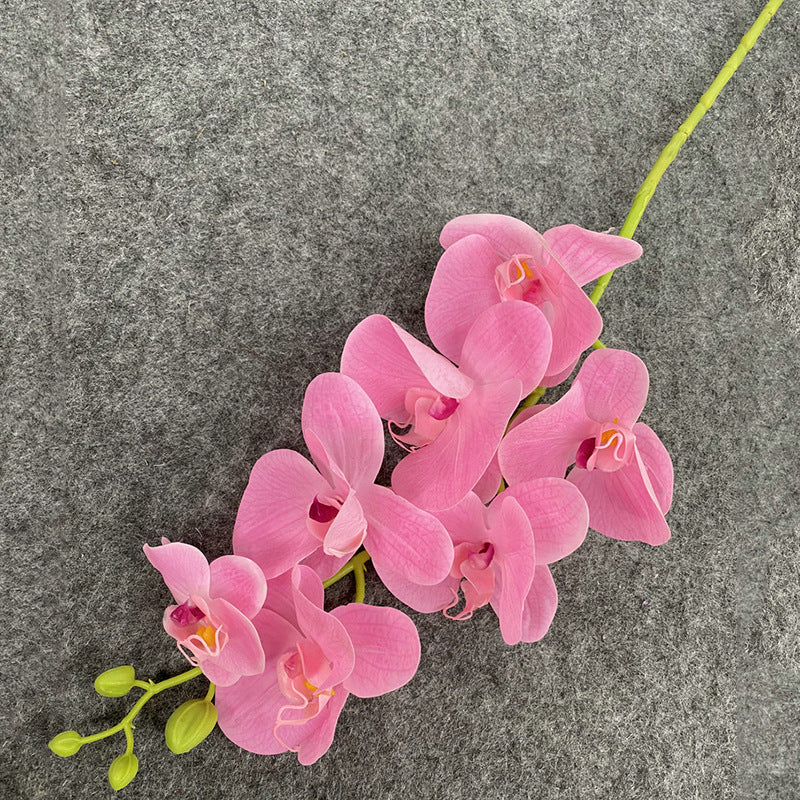 O0008 New single nine-headed Phalaenopsis