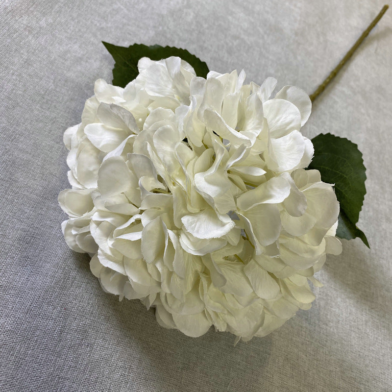 H0016 Hydrangea