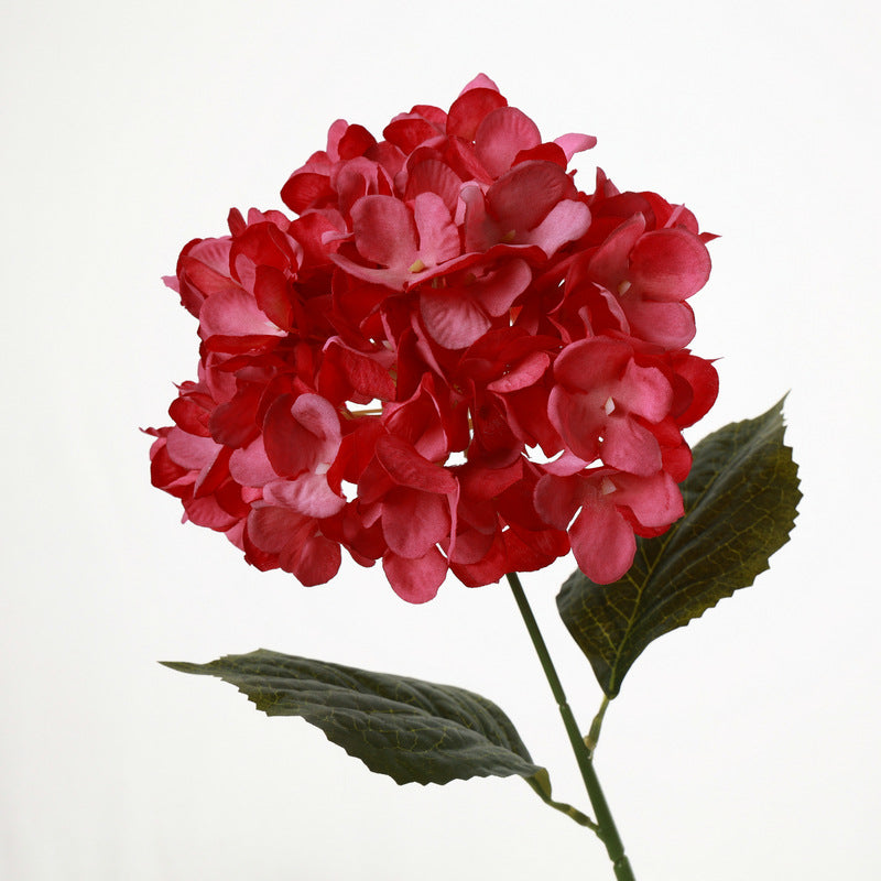 H0040 Hydrangea