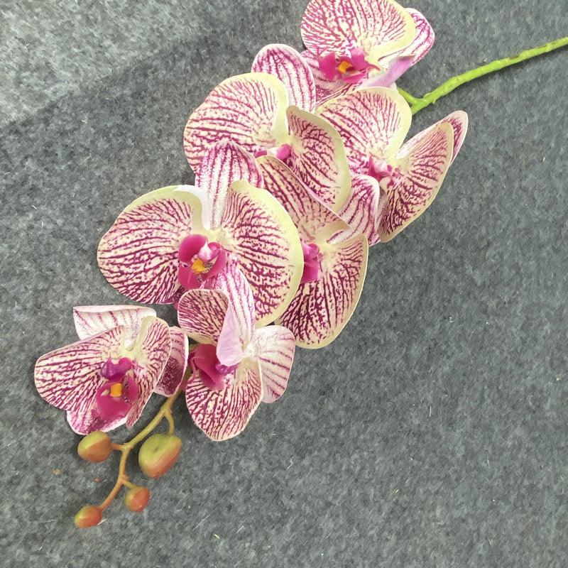 O0017 Single color printed Phalaenopsis