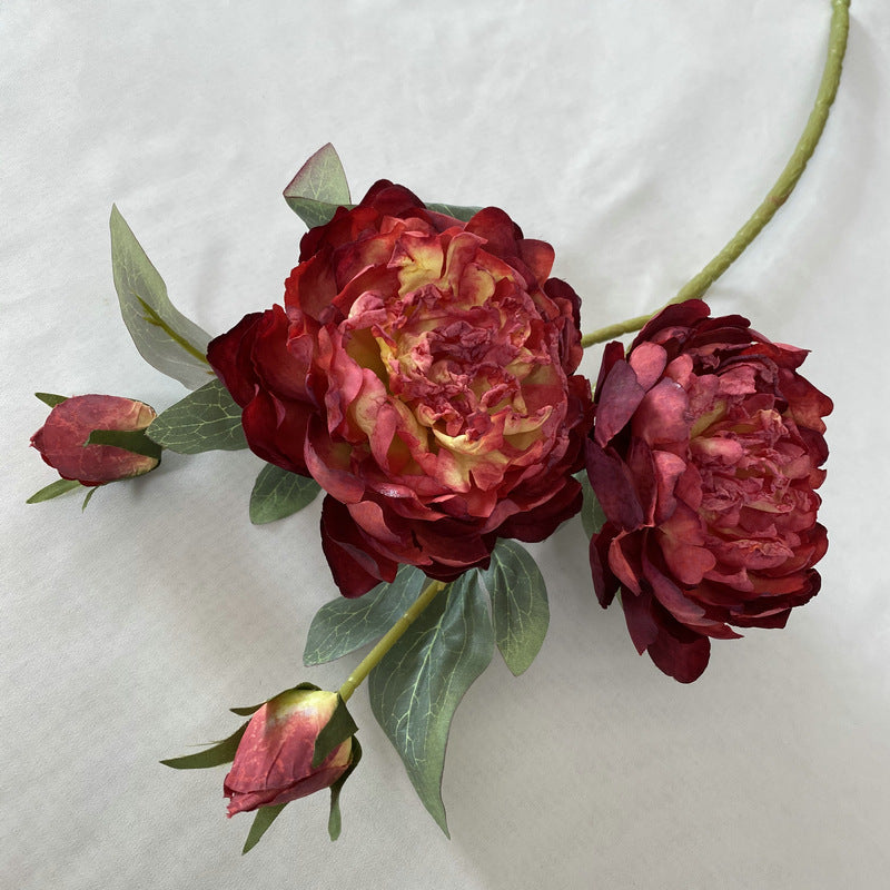 P0029 Four burnt-edged peonies