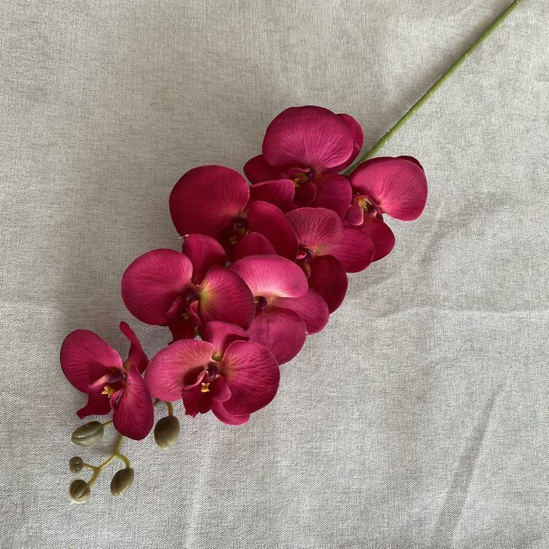 O0001 Eight-headed Phalaenopsis orchid