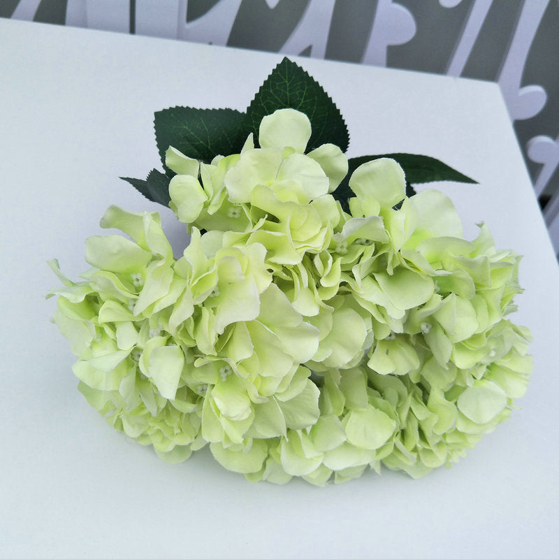 H0031 Hydrangea