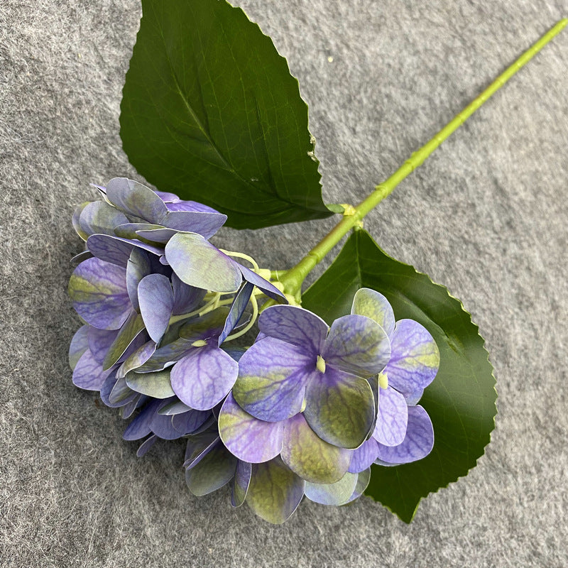 H0048 Hydrangea