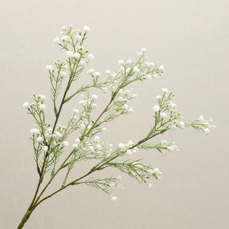 babysbreath016