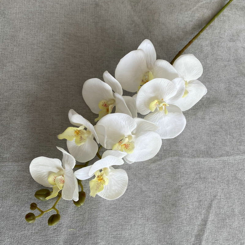 O0001 Eight-headed Phalaenopsis orchid