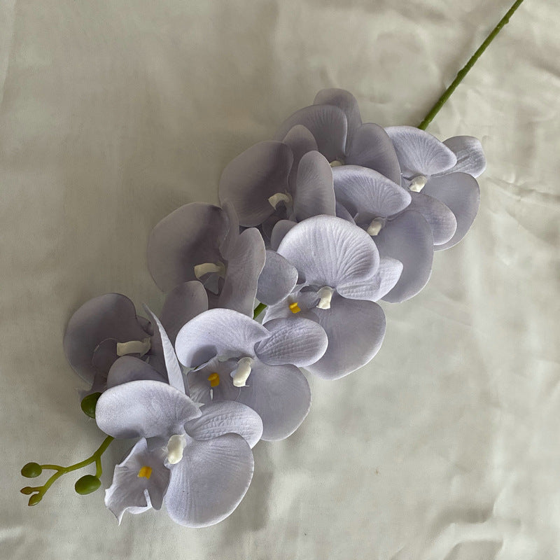 O0002 European Autumn Nine-headed Velvet Phalaenopsis