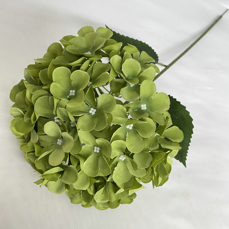 H0001 Hydrangea