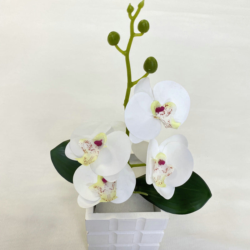 O0014 3D printed LS Phalaenopsis