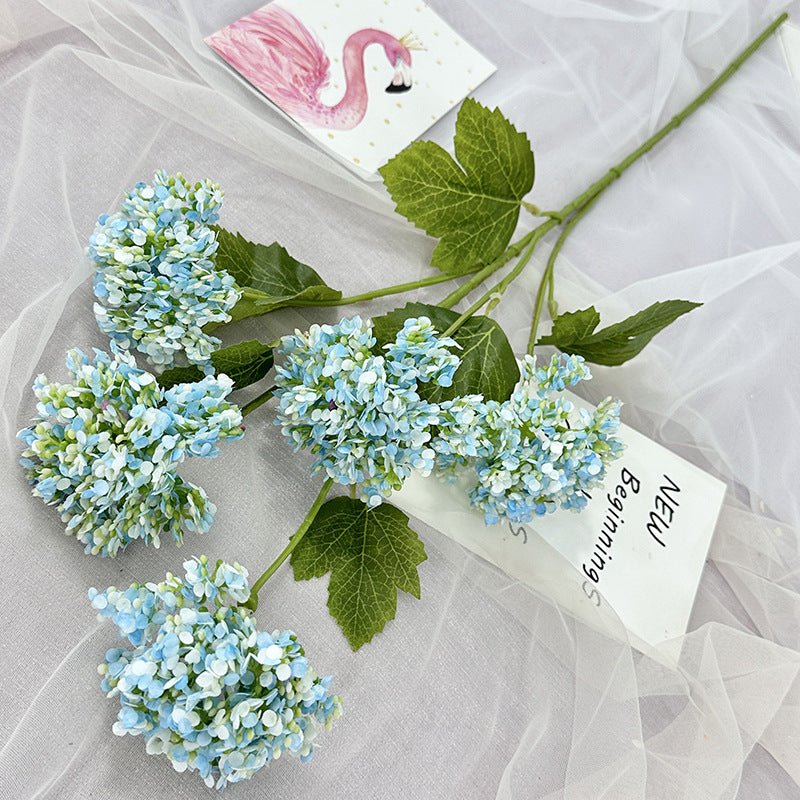 H0005 Hydrangea