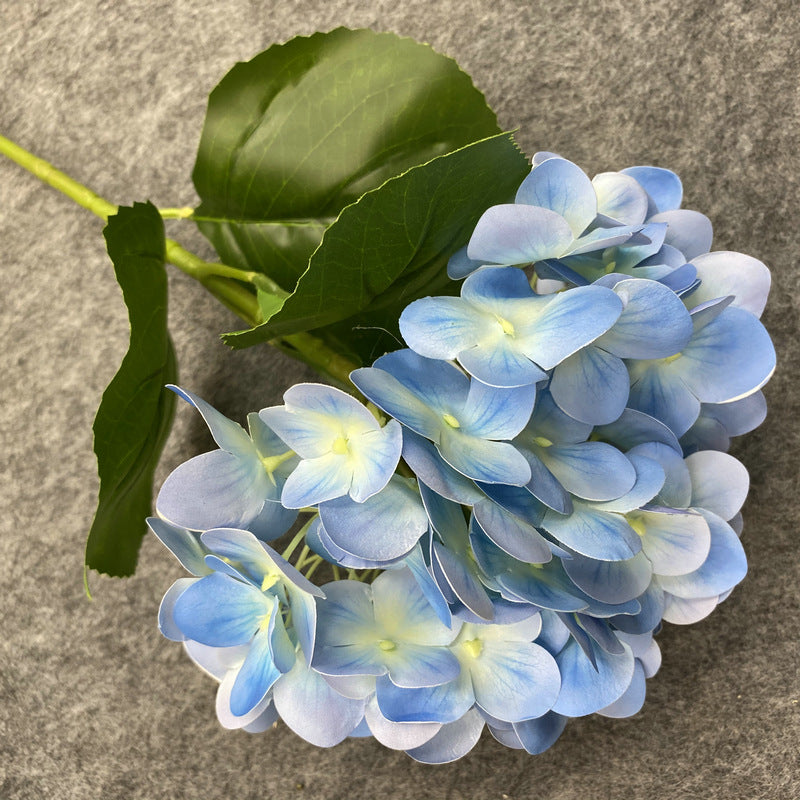 H0037 Hydrangea