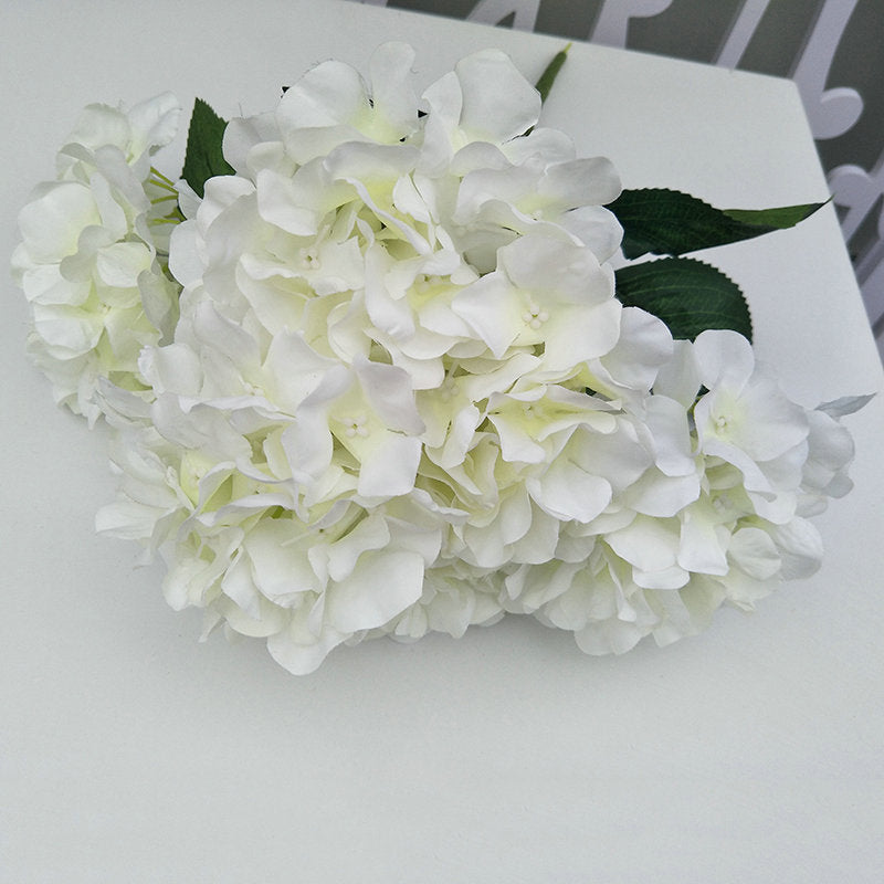 H0031 Hydrangea