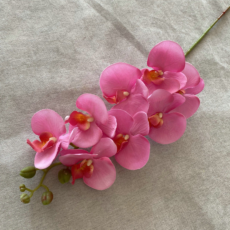 O0001 Eight-headed Phalaenopsis orchid