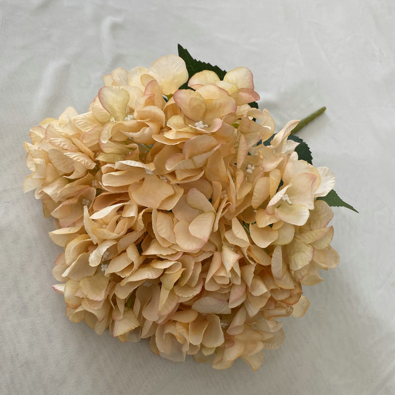 H0022 Hydrangea