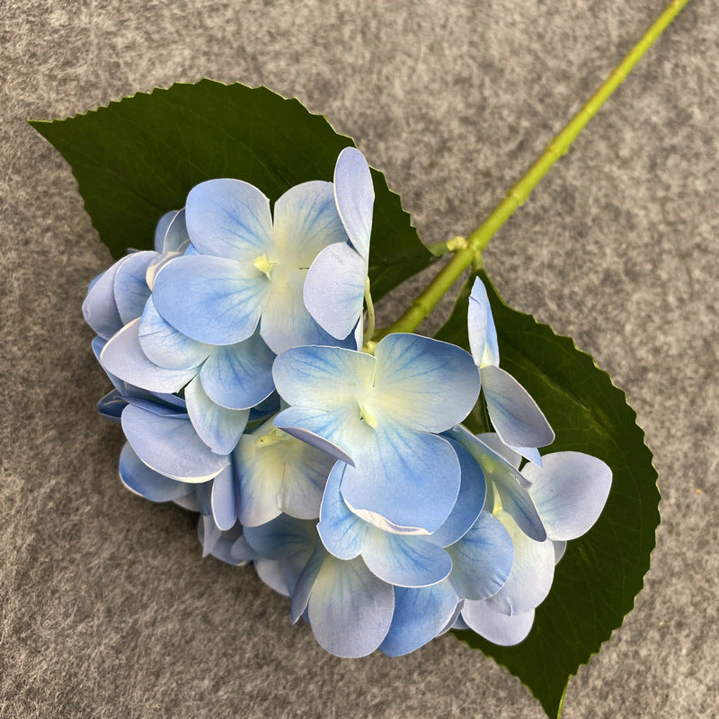 H0048 Hydrangea